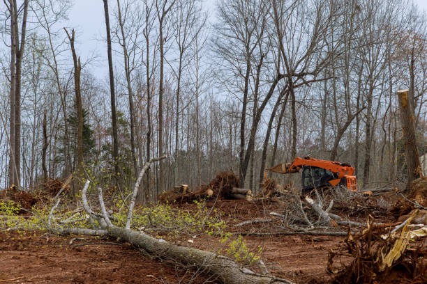  Dixon, CA Tree Services Pros