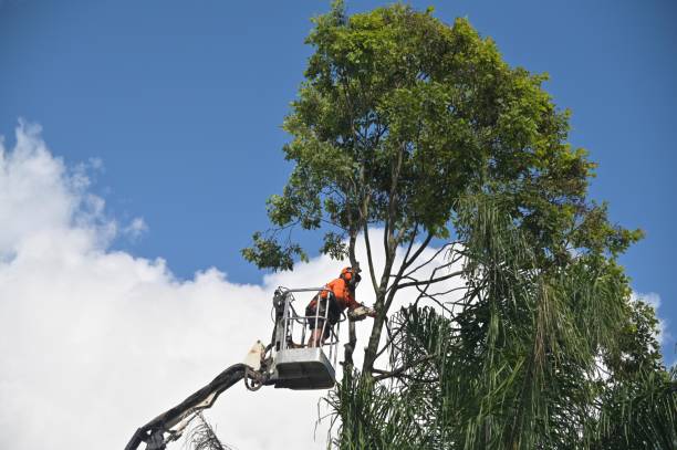 Best Weed Control  in Dixon, CA